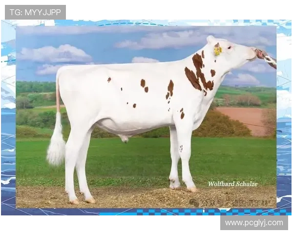 德国足球明星兰伊的辉煌历程与未来展望解析